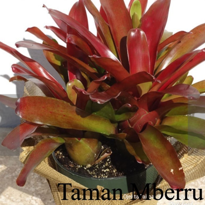 Bromelia Red#Bromelia Mini Red Bunga & Tanaman