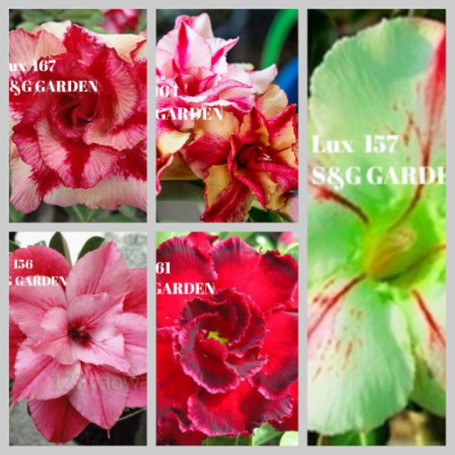 

Bunga adenium paket D