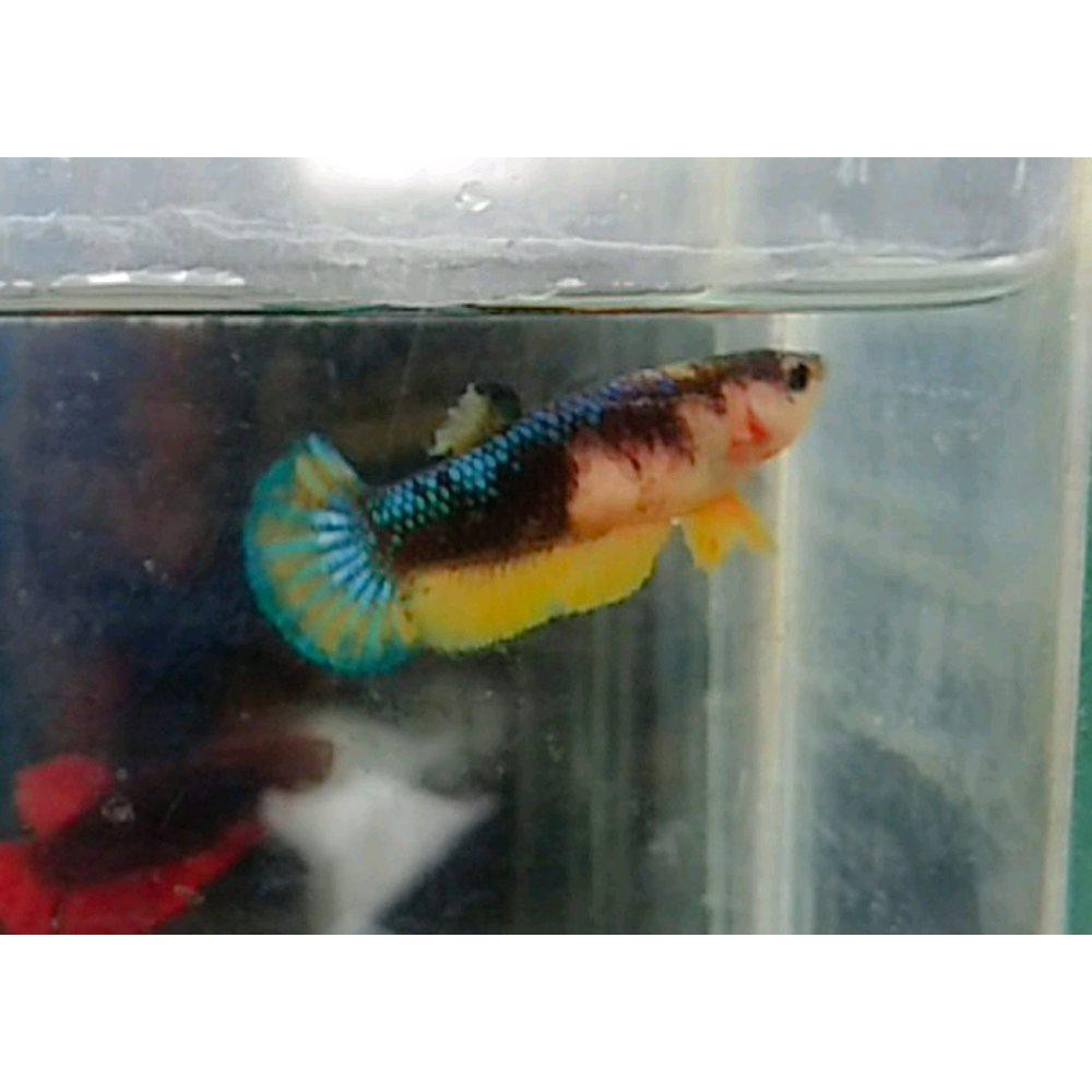 Paling Terpopuler Hiasan Aquarium Ikan Cupang Plakat Yellow Fancy