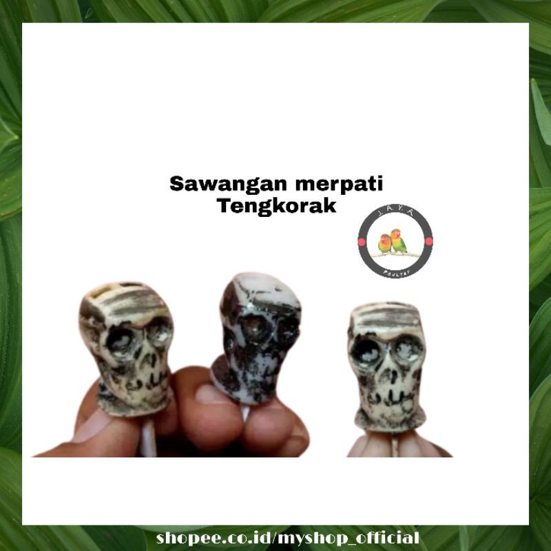 SAWANGAN MERPATI DARA TENGKORAK