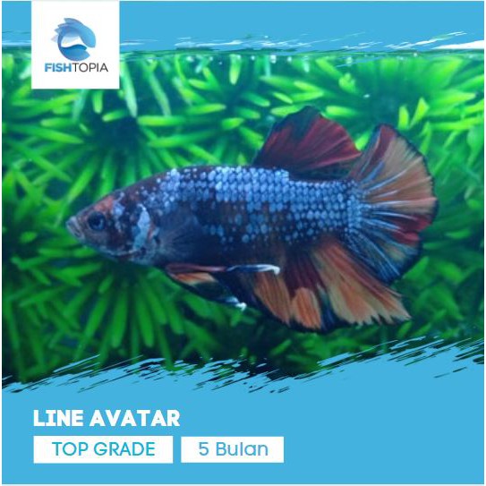 IKAN CUPANG LINE AVATAR TOP GRADE IKAN HIAS AQUARIUM