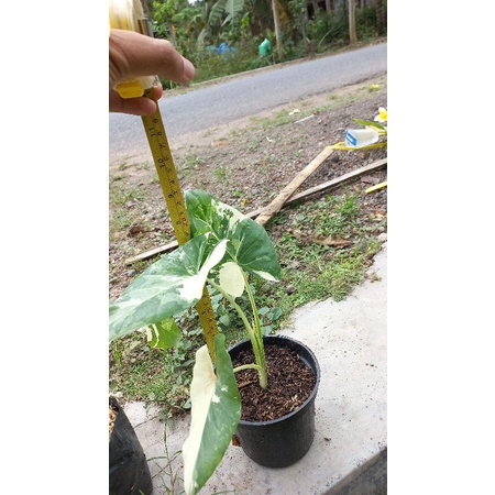 Machoriza Variegata (Sente Variegata)