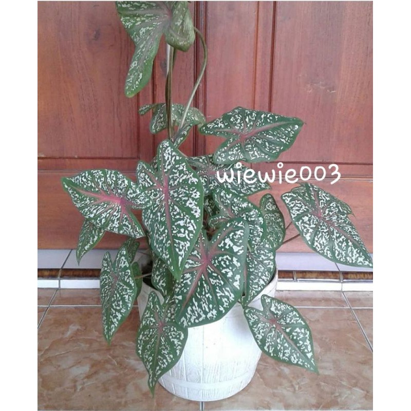 caladium red star