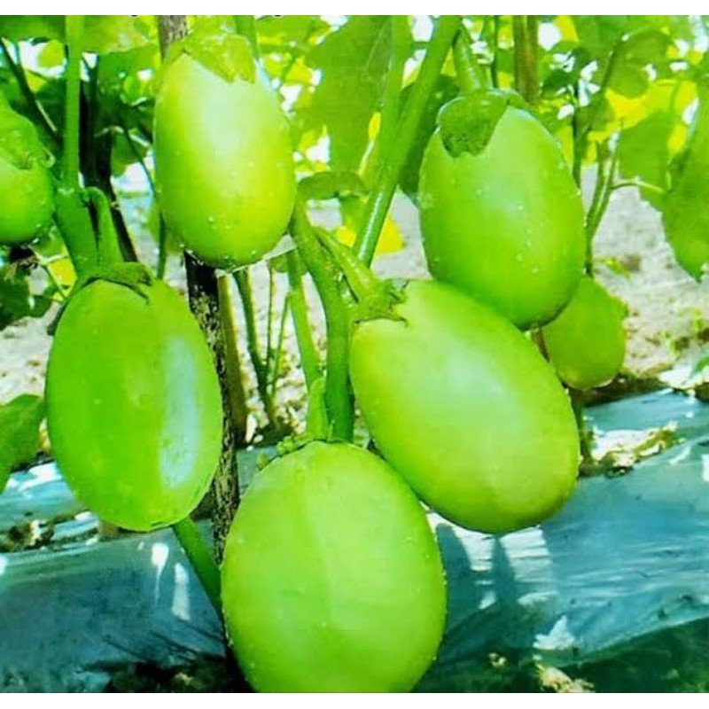 30 biji - Benih terong pondoh hijau ronggo