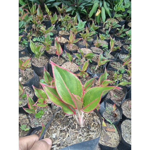 pohon aglonema lipstik-bibit aglonema lipstik