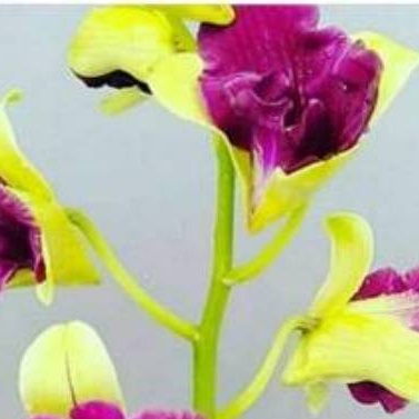 anggrek arindang trilips7