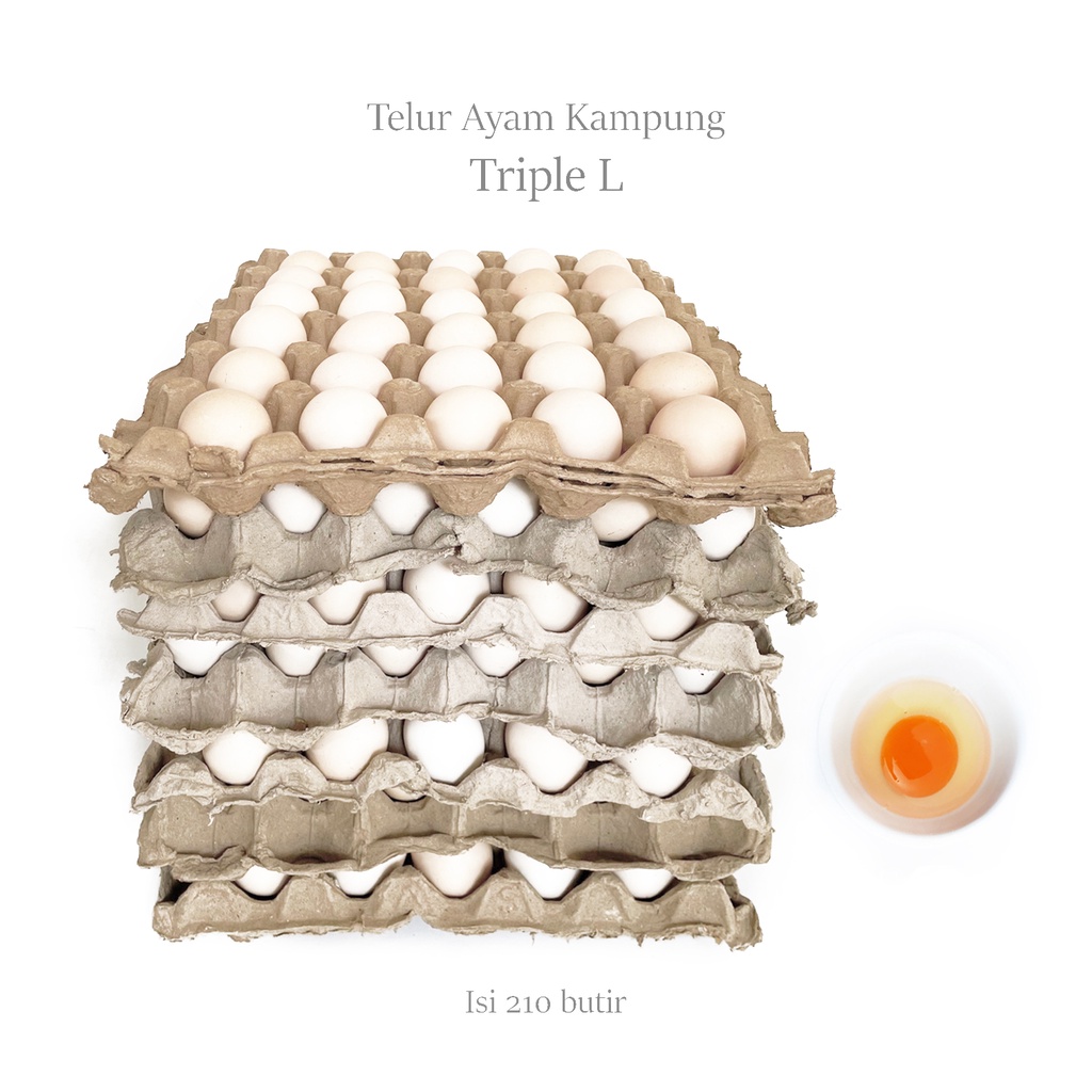 

RB22 (BANDUNG) TELUR AYAM KAMPUNG ARAB FRESH