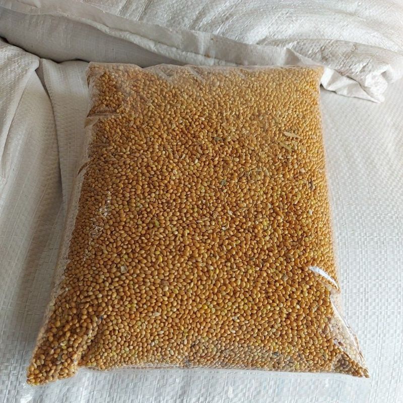milet kuning kiloan murah 1kg pakan burung Lovebird kenari/makanan burung Lovebird kenari