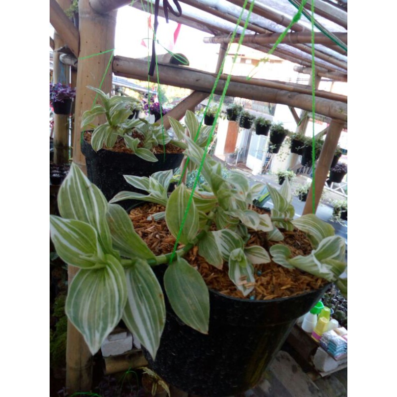 tanaman gantung zebrina putih