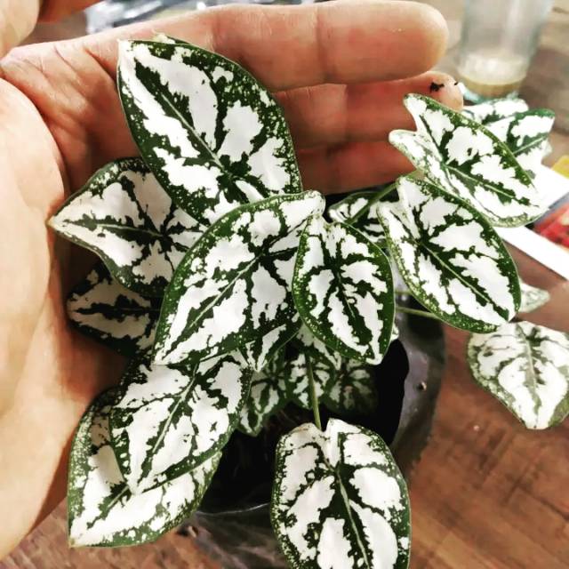 Tanaman Hias Keladi Caladium Mutiara Shopee Indonesia