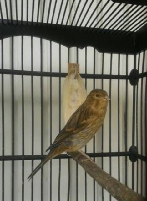 Kenari F1 Shopee Indonesia