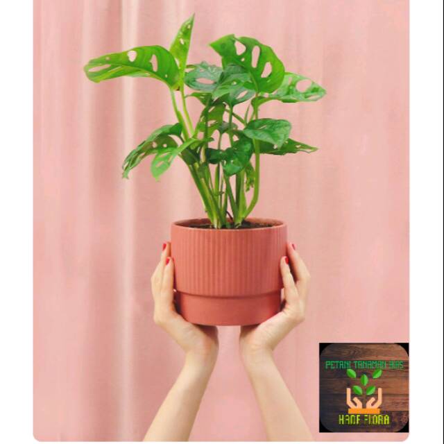  Tanaman  hias monstera  obliqua Shopee Indonesia