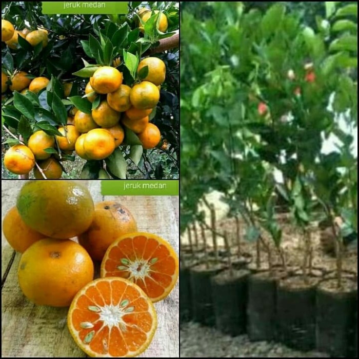 Bibit tanaman Jeruk Medan pohon jeruk Medan Okulasi Garansi Uang Kembali Jika Tanaman Tidak Sesuai P