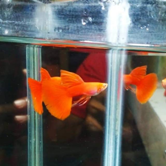 Guppy albino full red afr ribbon rebon percantik aquarium