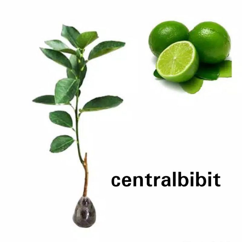 bibit jeruk nipis okulasi cepat berbuah