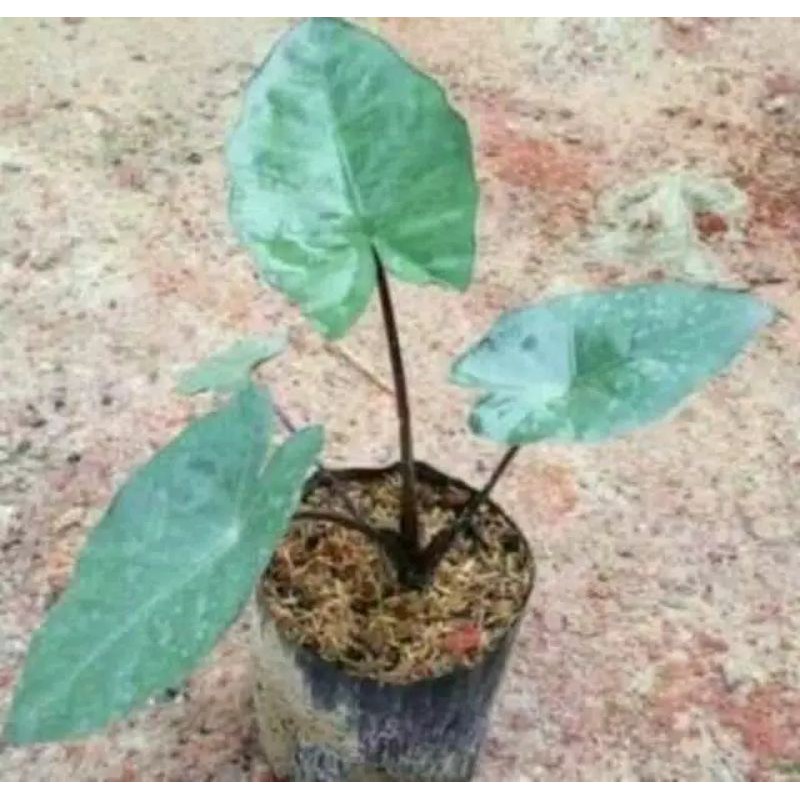 Bibit talas Hitam/ keladi hitam