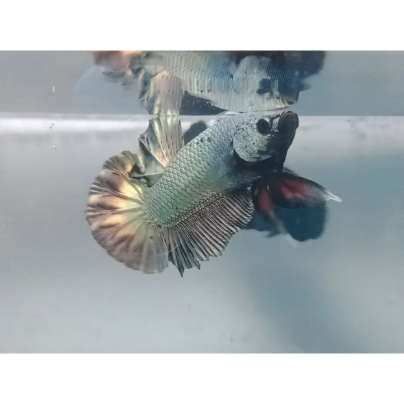 Avatar cooper gold TOP GRADE