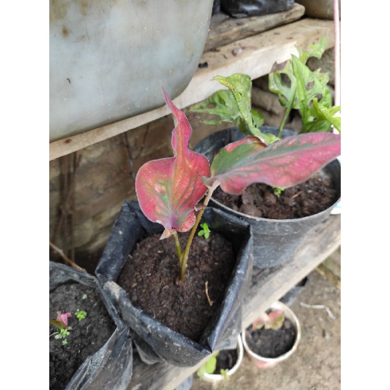 Anakan Caladium Infinity