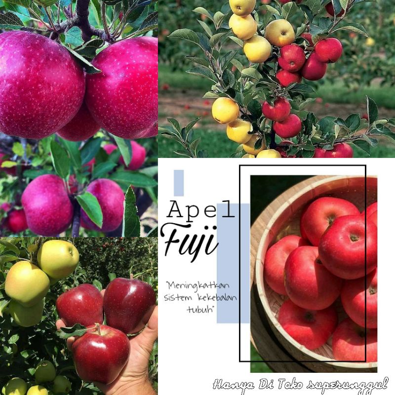 Bibit Apel Fuji Murah Dan Terlaris