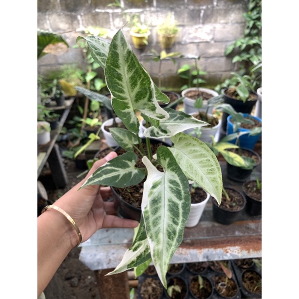 tanaman hias Syngonium T25 / Singonium T25