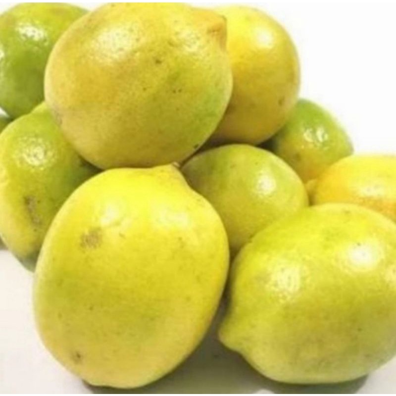 

JERUK LEMON LOKAL MURAH
