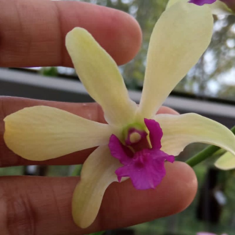 dendrobium dr uthai green