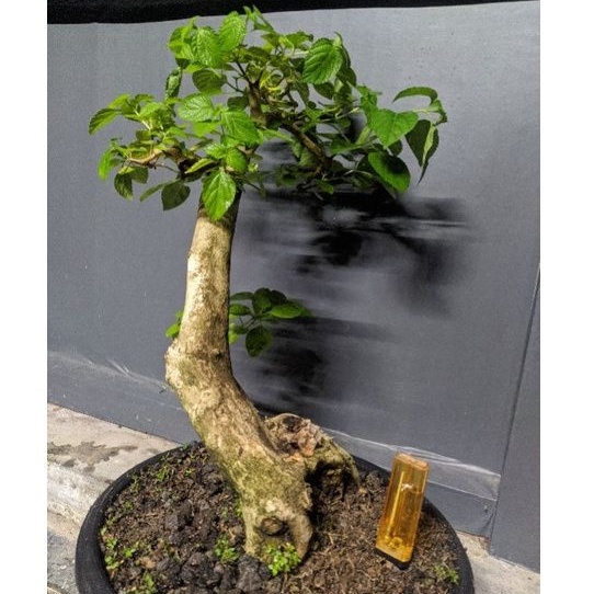 Bahan bonsai lantana bunga oranye karakter cakep realpic