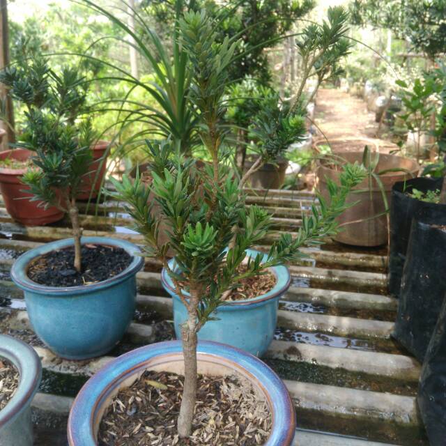 Bibit Lohansung Micro, Bibit Tanaman Bonsai daun kecil