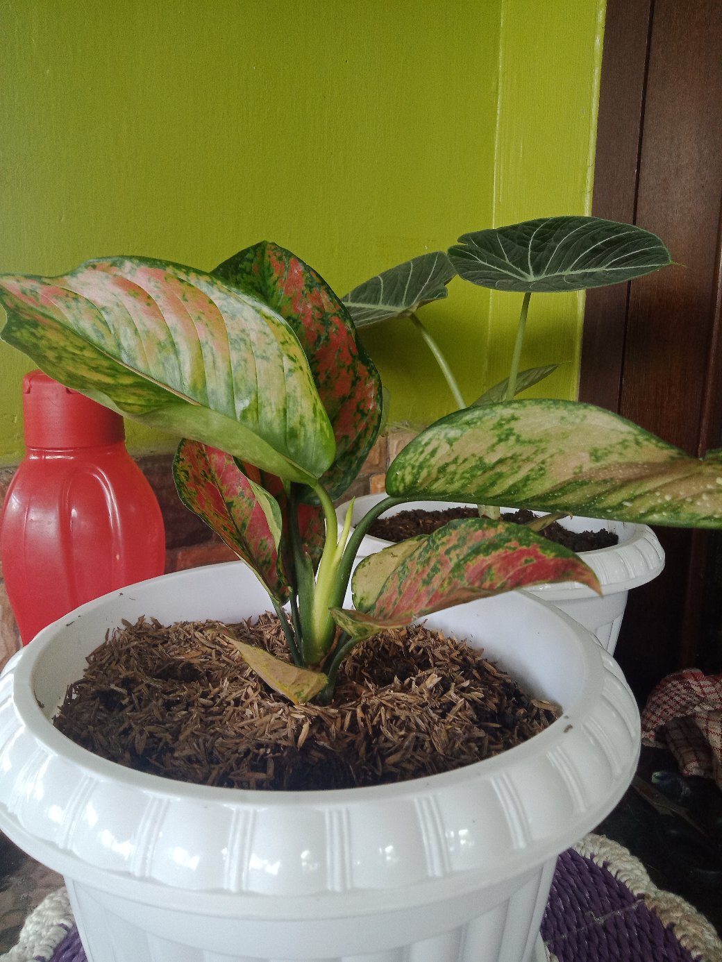 Tanaman Hias/bunga Hias Aglonema Heng Heng Indukan