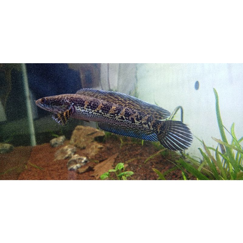 chana auranti 17cm bukan PO