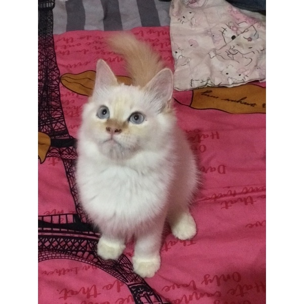 Kitten Himalaya redpoint jantan Siap kawin