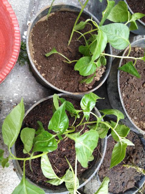 Bibit Cabe 10 Biji 10.000