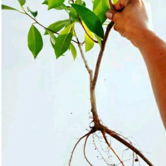 bibit bonsai ficus iprik