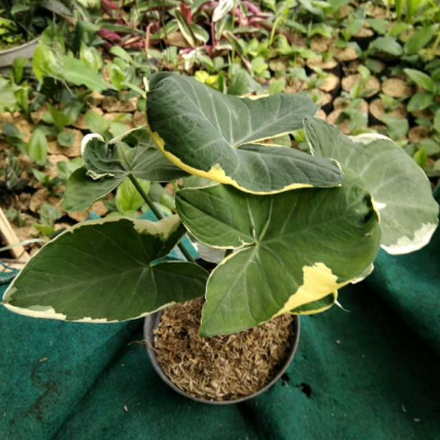 Tanaman Hias Keladi Tikus Varigata