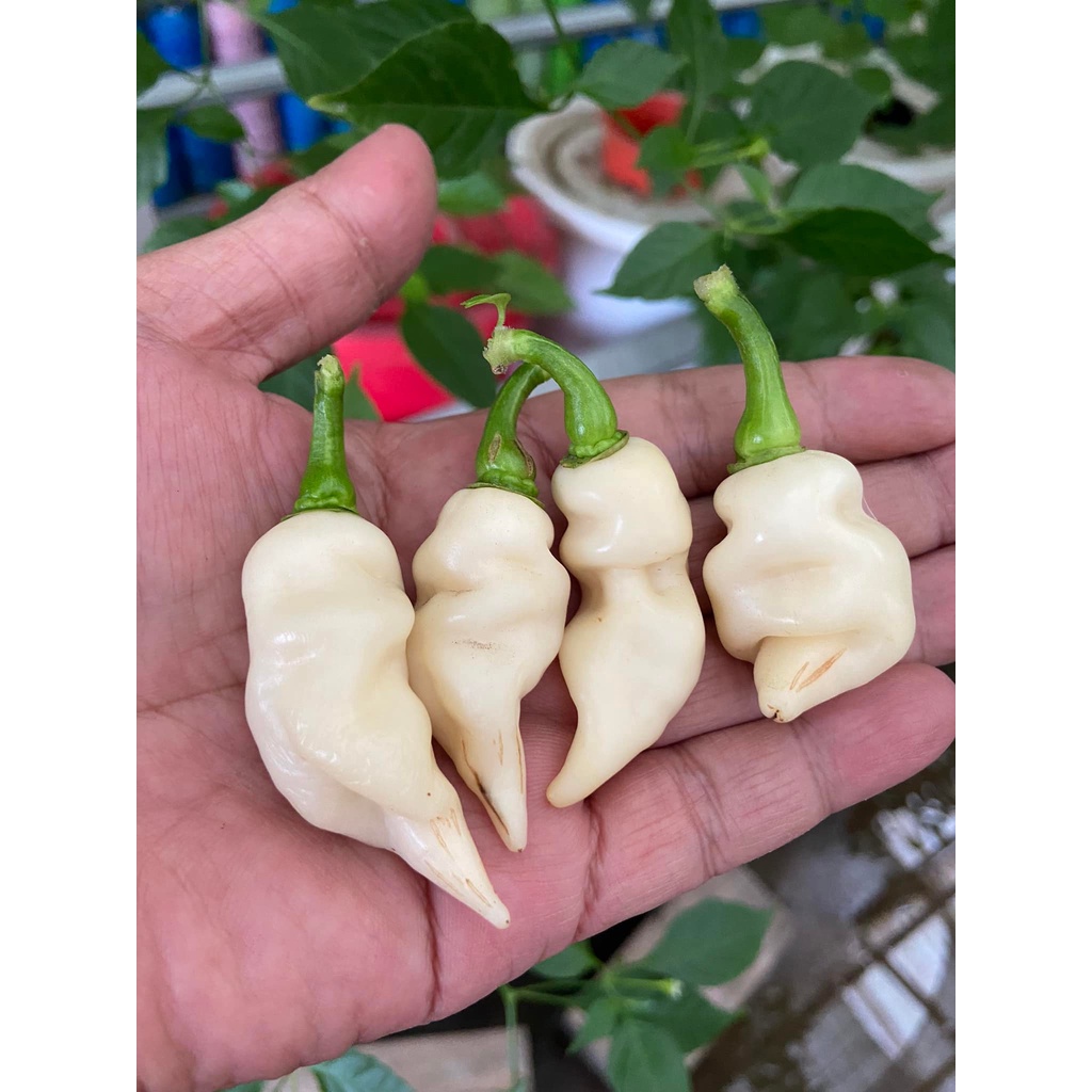 Benih Bibit Biji - Cabai Faddas White Cabe Putih Super Pedas Pepper Seeds