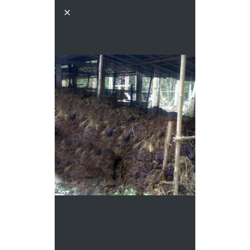 pupuk kotoran sapi