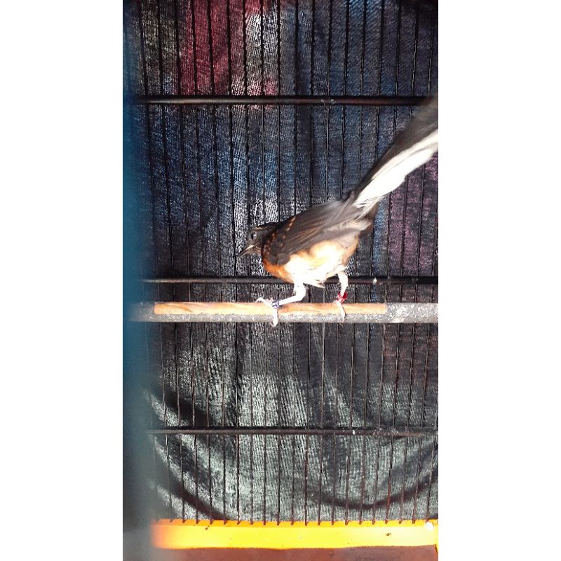 MURAI BATU TERAHAN BLOROK