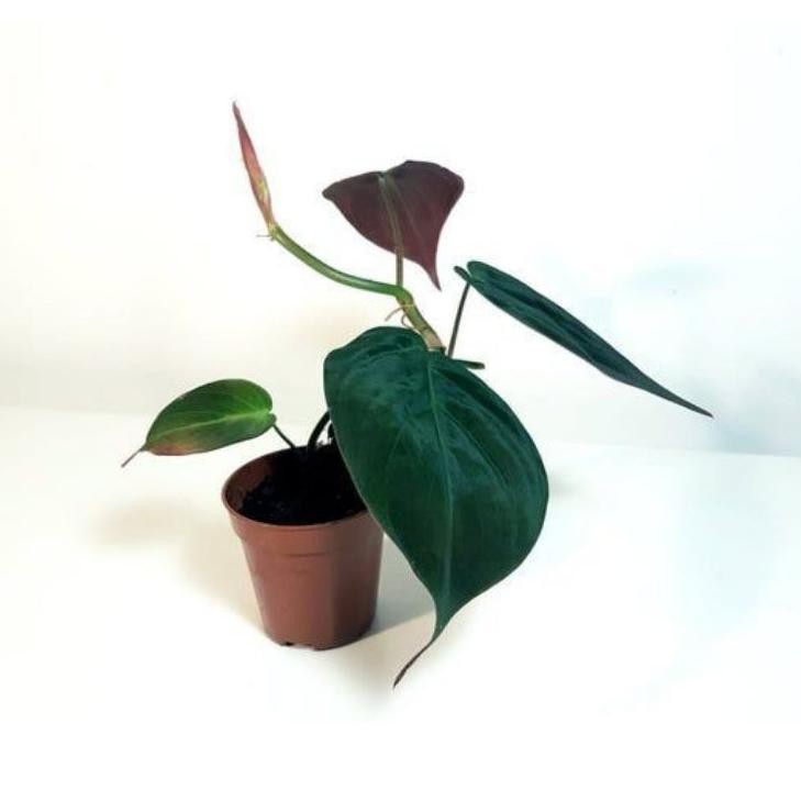 

[Gift] Philodendron micans