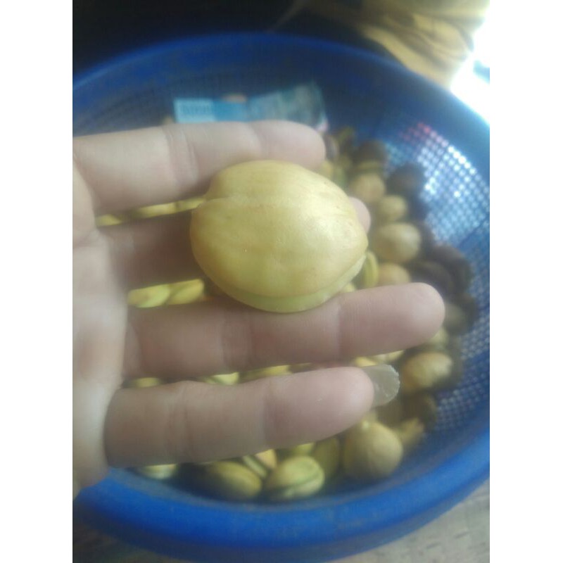 

jengkol tua