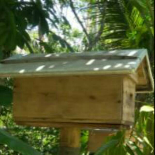 Koloni Lebah Apis Cerana