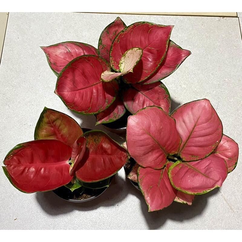 paket 3 aglonema red anjamani mangkok, pink Katrina mangkok, suksom mangkok