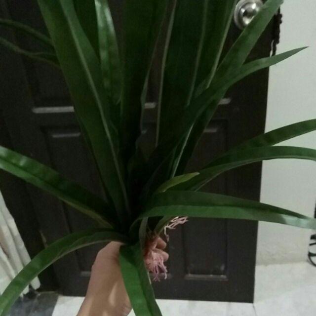 (cod)anggrek Lateks Real Touch