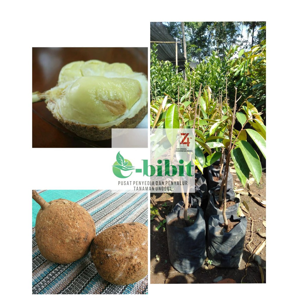 Bibit Durian Gundul Asli NTB Siap Tanam