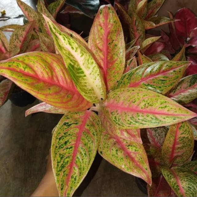 Tanaman hias aglonema legacy - red legasi indukan