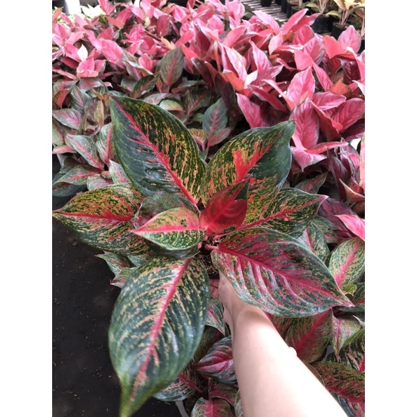 Aglaonema Red anita jumbo