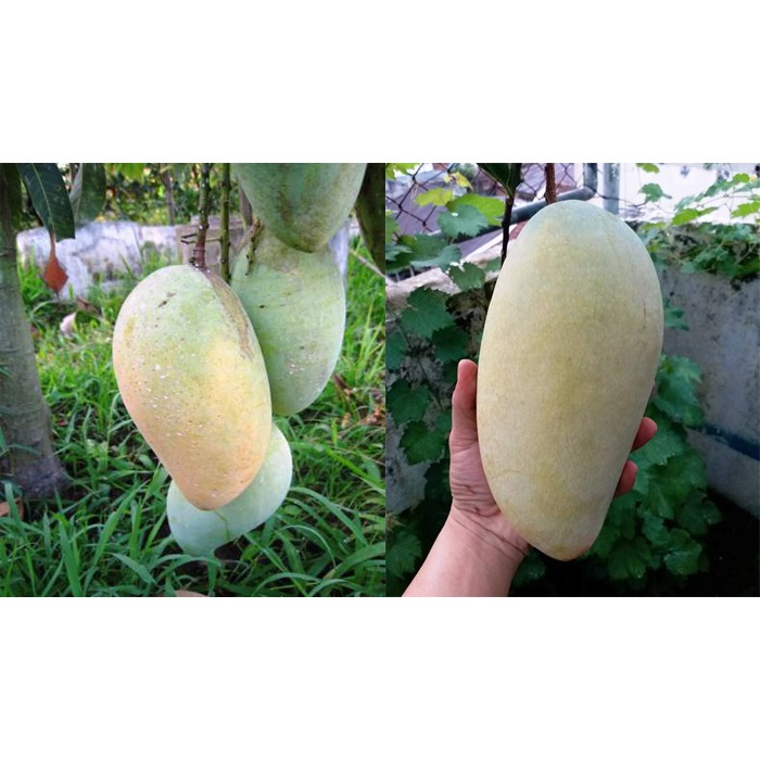 BIBIT MANGGA KIOJAY SIAP BERBUAH