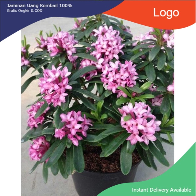 Bunga Asoka Ungu / Tanaman Hias Hidup Soka Jepang / Bunga Soka -Bunga Hidup