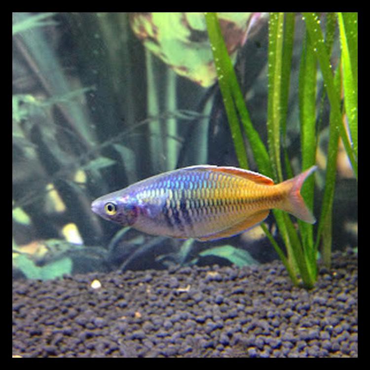 Ikan Hias Aquascape Rainbow Bosemani Cuci Gudang