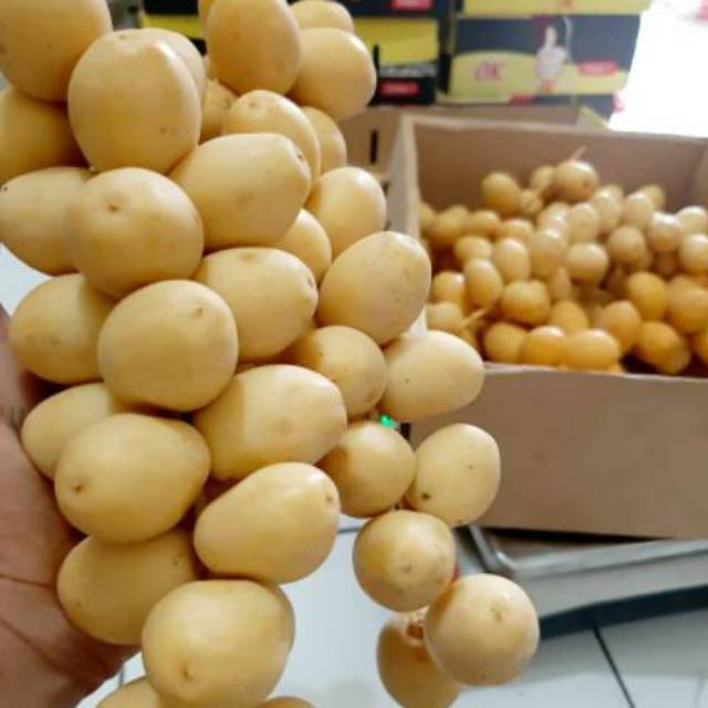 

Kurma muda fresh bukan frozen