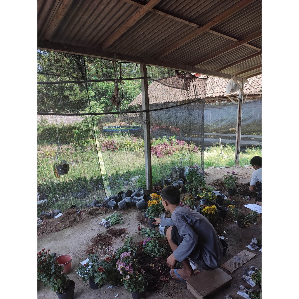 Bunga Episcia Strawberry Tanaman Hias Tanaman Gantung Episcia